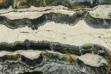 Mammoth Molar Slice With Case - South Carolina #349981-2